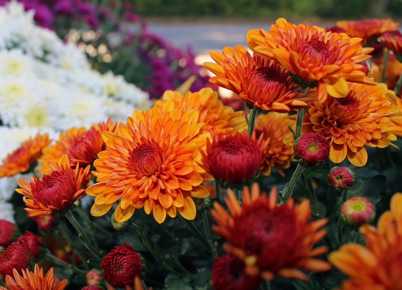 a bunch of brightly coloured chrysanthemums in focus at the bottom right of the photo with white and purple flowers in the background